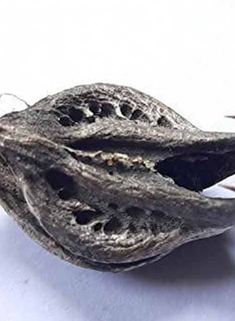 CHILLATAI Garuda Mukku/Bat Head Roots/TeluKondi Kaya Seed Price in