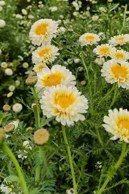 cherryです。 BSARKAR cherry gold flowers seed, Flowers seed Seed Price in India