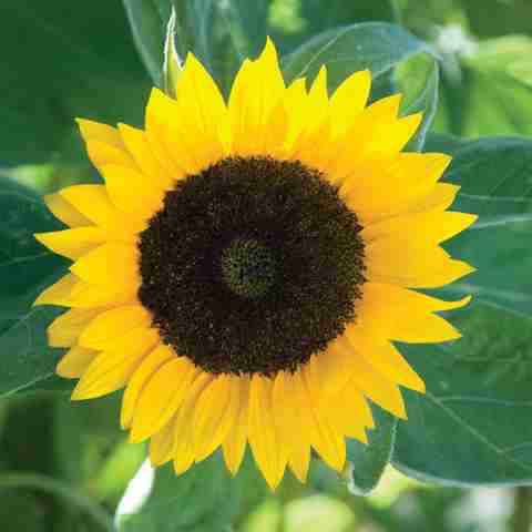 abiswas 490 Hybrid Sunflower Seed (Surajmukhi) For Home Gardening