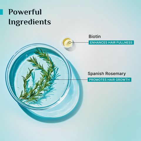 Pilgrim Spanish Rosemary Biotin Shampoo For Men & Women | Reduce Hair Loss & Breakage (200 ml) - Image 4