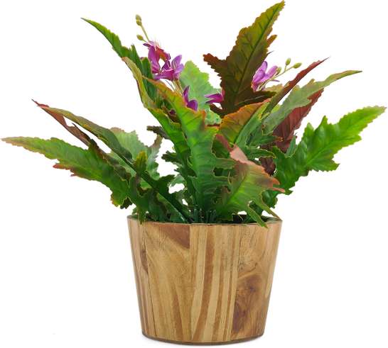 Image Placeholder