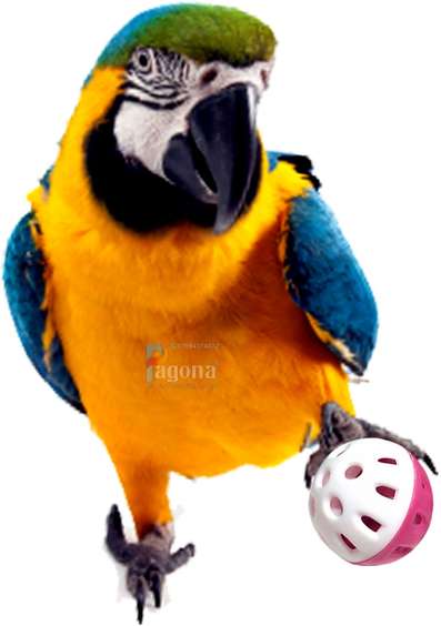Image Placeholder