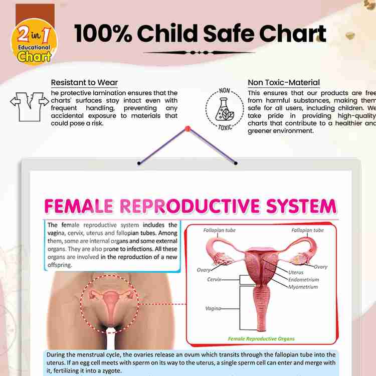 Reproductive System Male And Female Images Female And Male