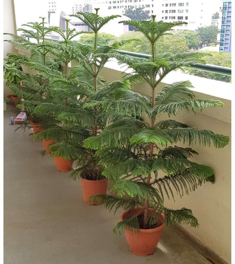 colocasia plants for sale Colocasia 'Redemption'