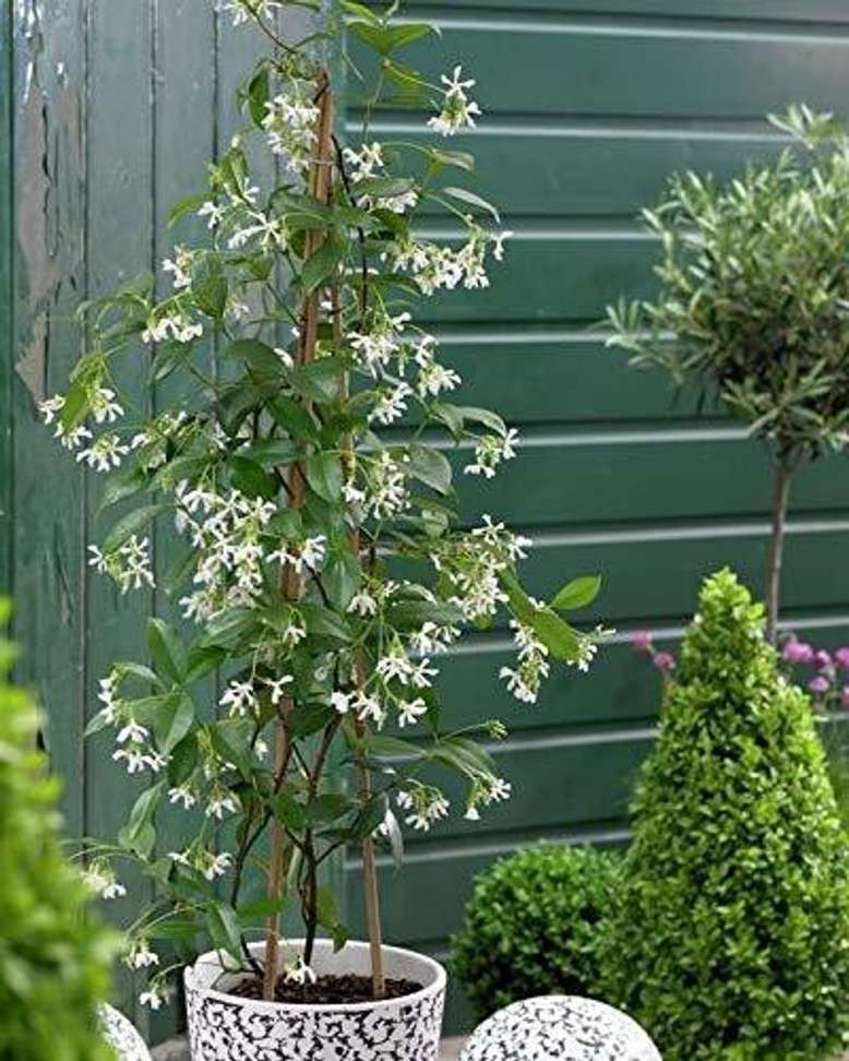 Corofitam Parijat/Harsingar Plant