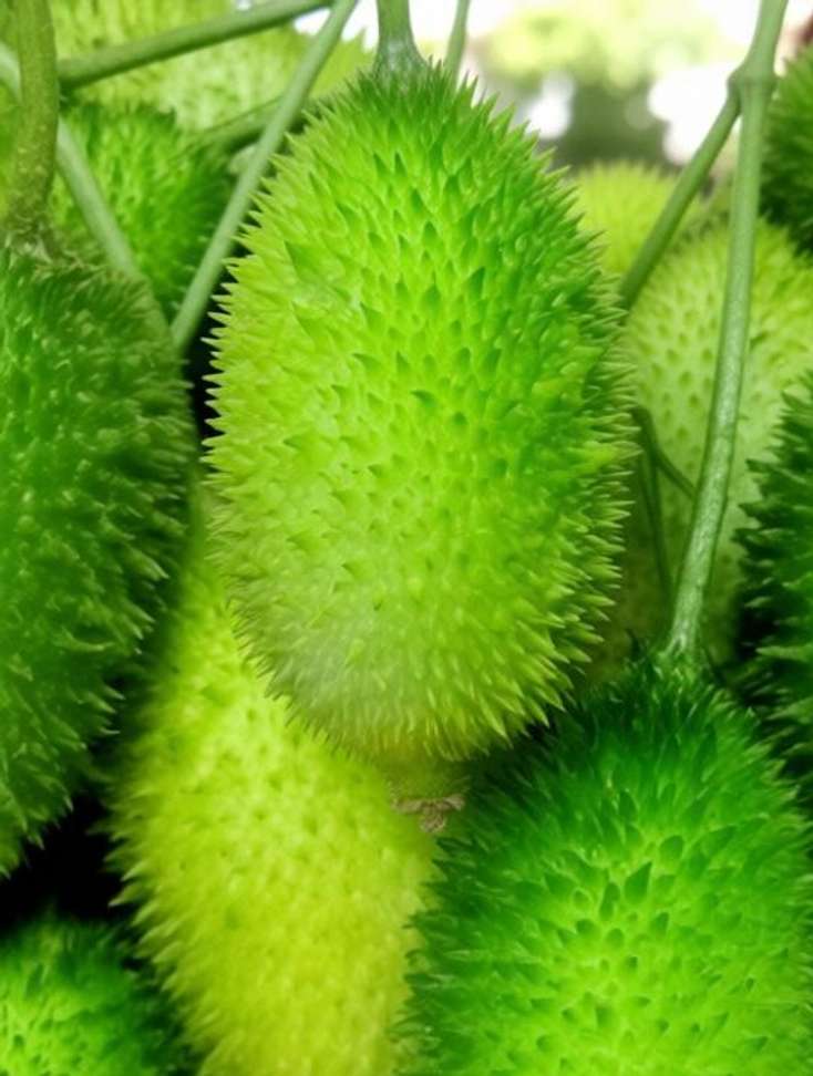 Seedsqlty Kantola plant seeds (13 seeds) Seed Price in India - Buy  Seedsqlty Kantola plant seeds (13 seeds) Seed online at Shopsy.in