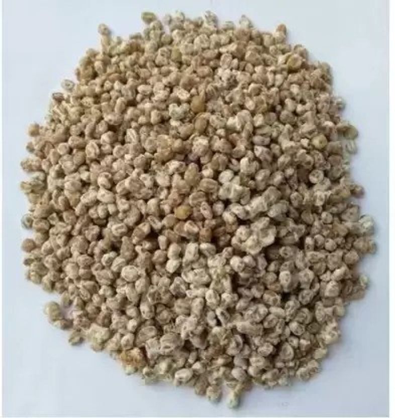Chalisa Mushroom Seed 160 per packet - Image 4