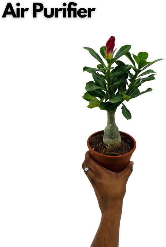 AloGardening Adenium Plant Sapling - Image 4