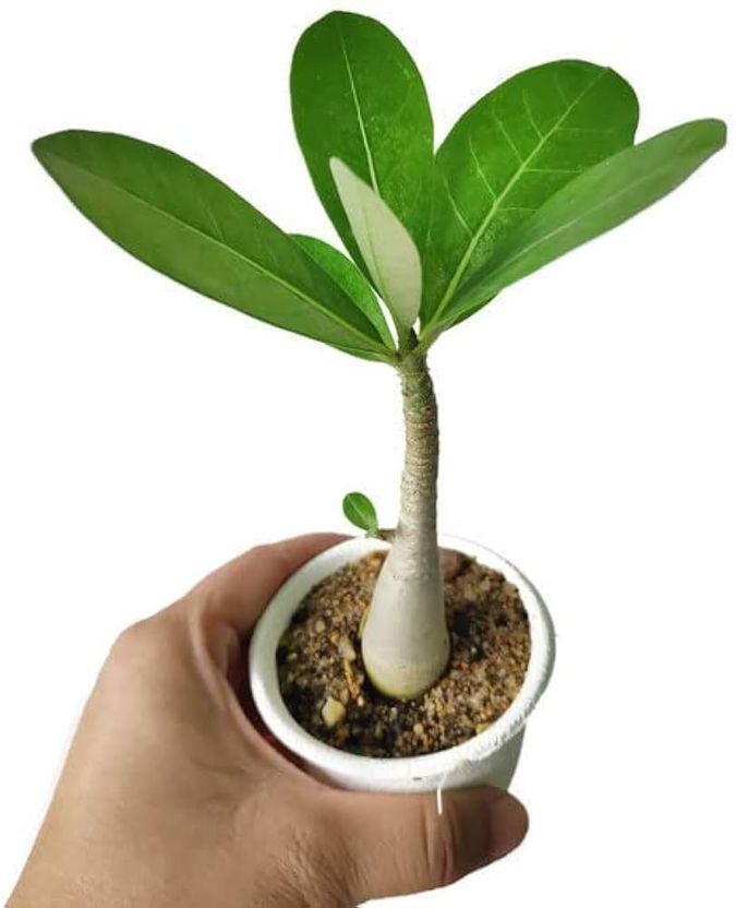 AloGardening Adenium Plant Sapling - Image 3