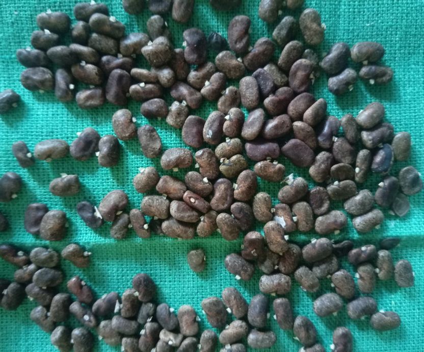 SBGARDEN अपराजिता Flower Seeds 123 per packet - Image 4