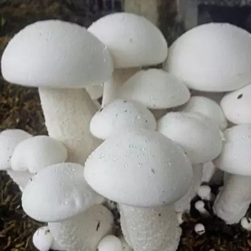 Chalisa Mushroom Seed 160 per packet - Image 3