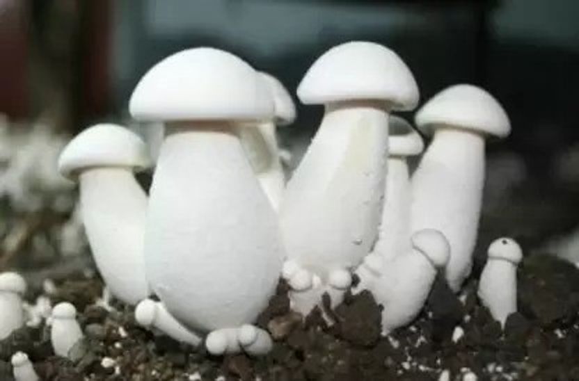 Chalisa Mushroom Seed 160 per packet - Image 2