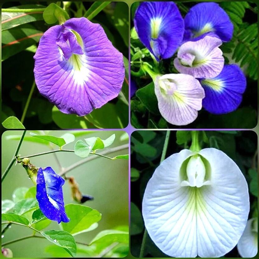 SBGARDEN अपराजिता Flower Seeds 123 per packet - Image 3