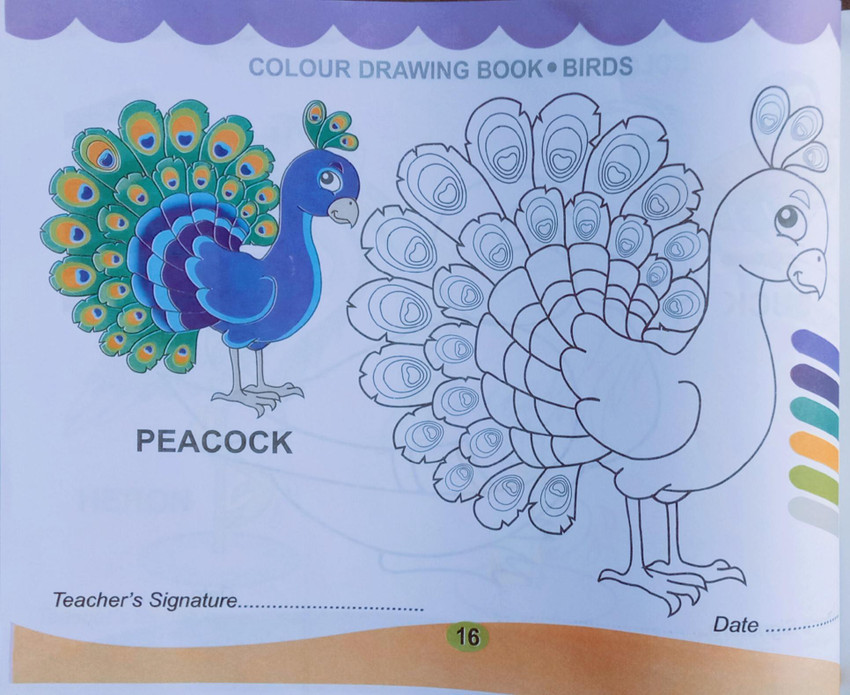 peacock drawing with colour