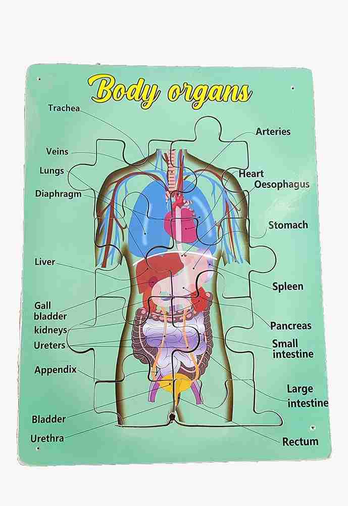 Chart Of Human Body Internal Organs Male Internal Organs Of The Human
