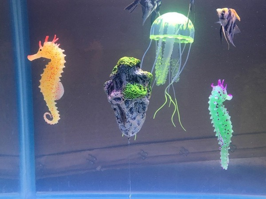 Petzlifeworld Glowing Effect Seahorse Aquarium Fish Tank Toys Aquarium Plant Anchor Price in India Buy Petzlifeworld Glowing Effect Seahorse Aquarium Fish Tank Toys Aquarium Plant Anchor online at Fli...