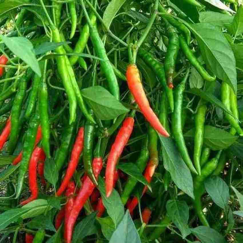 Chilli Plant
