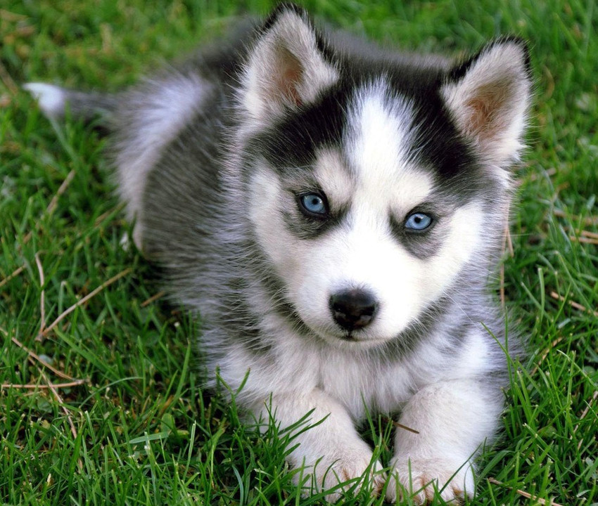 Cute Siberian Husky dog Poster Multicolor Photo Paper Print Poster  Photographic Paper - Animals posters in India - Buy art, film, design,  movie, music, nature and educational paintings/wallpapers at Flipkart.com