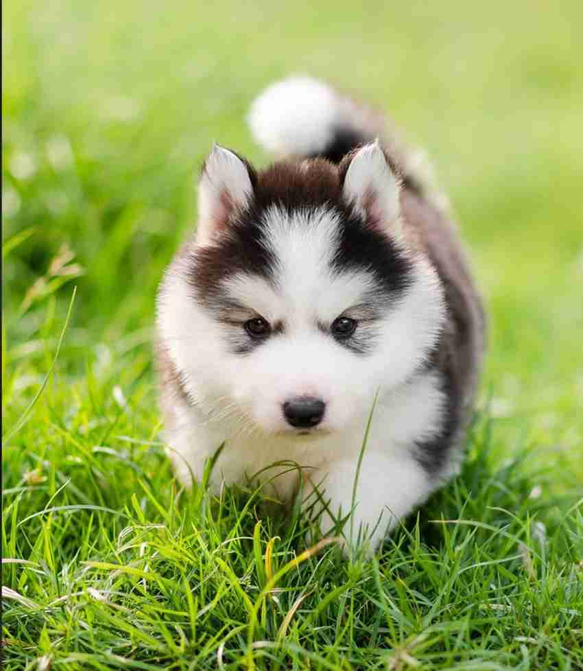 Baby husky dog price discount