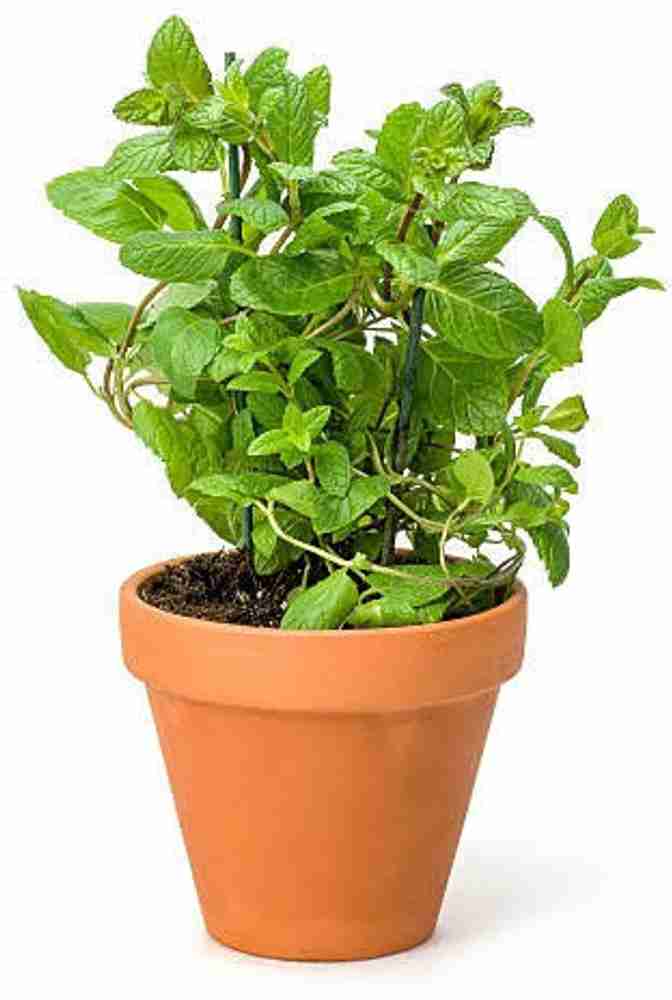 Green Era Mint Plant Price in India - Buy Green Era Mint Plant online at  Flipkart.com