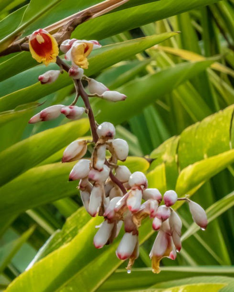 KUNUBON Elaichi/Cardamom Plant Price in India - Buy KUNUBON KUNUBON Elaichi/Cardamom Plant Price in India - Buy KUNUBON