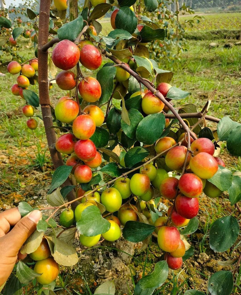 LRP Jackal Jujube Plant Price in India - Buy LRP Jackal Jujube  