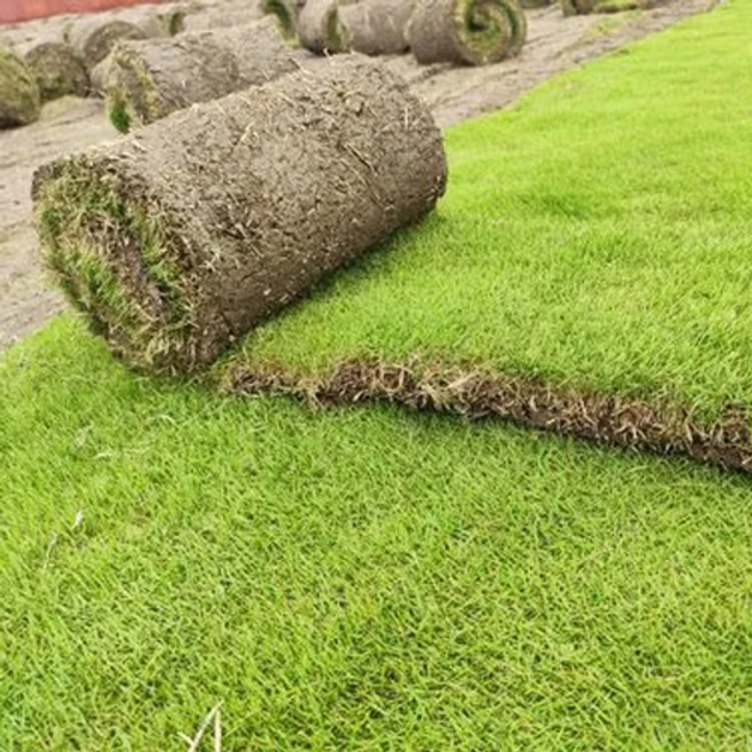 lawngrass