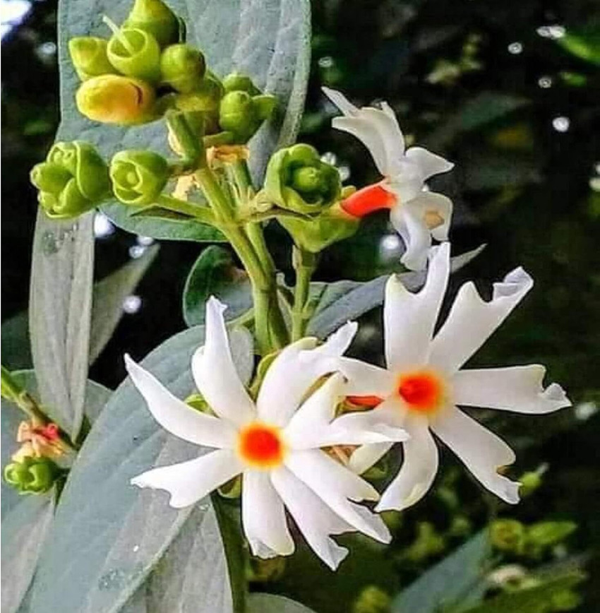 Nyctanthes Arbor-tristis Plant Seeds 35+ Seeds Night Flowering Jasmine ( Parijat / Nyctanthes Arbor Tristis) - Fragrant Blooming Plant Seeds  Tropical Flower