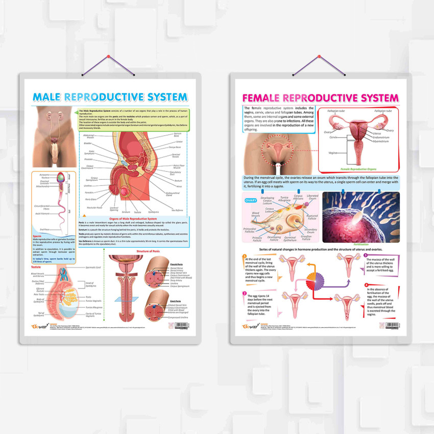 Male And Female Reproductive System Reproductive System (Male, Female)