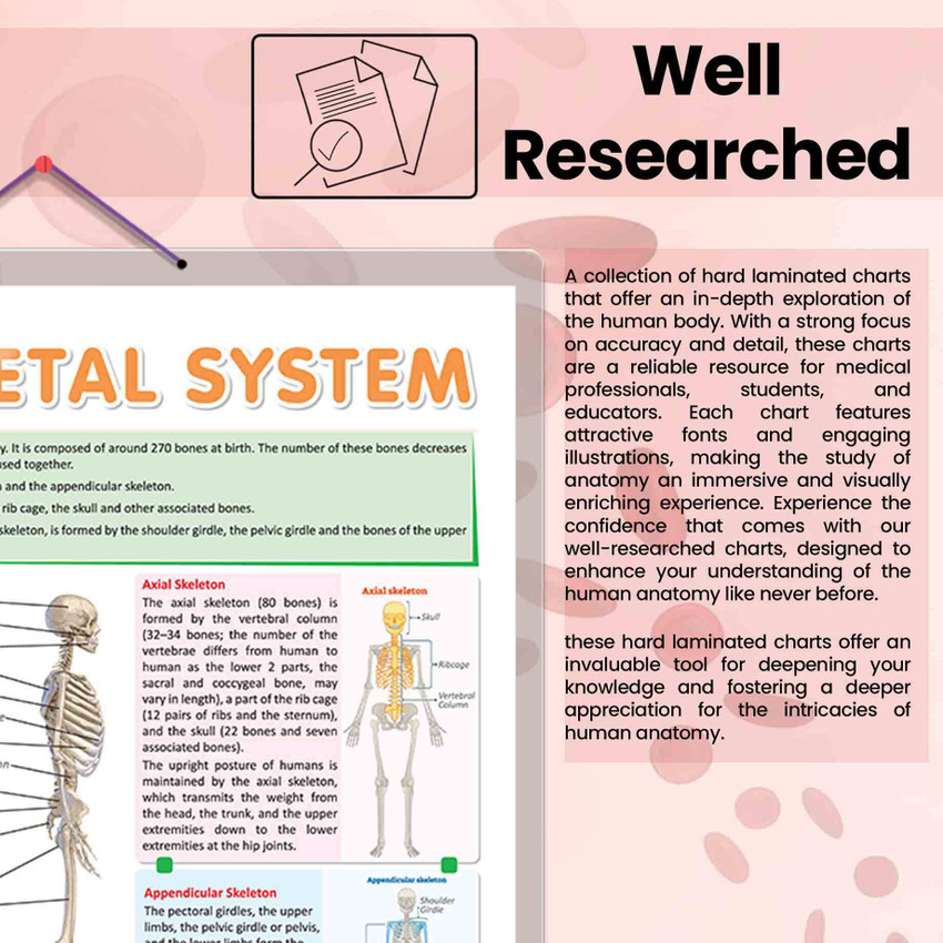 Human Skeleton Poster Human Skeleton Chart Paper
