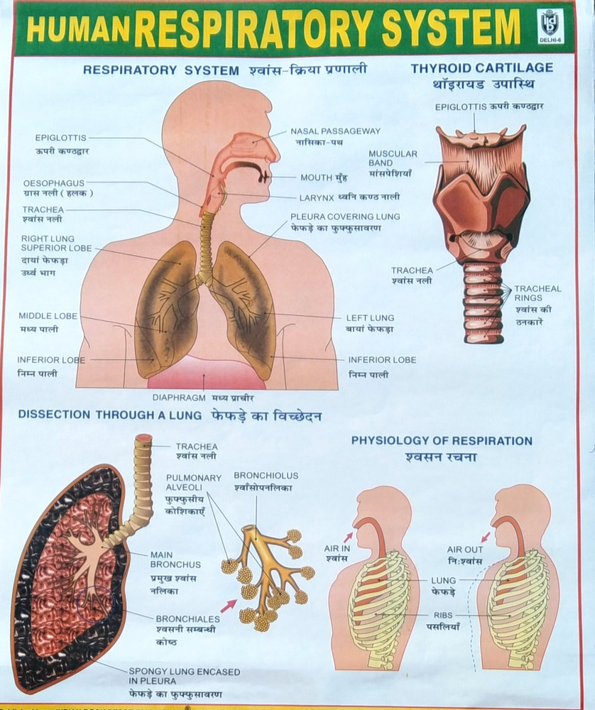 Laminated Respiratory System Anatomical Chart Lung