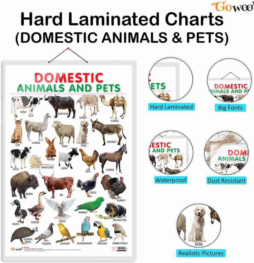 Buy Navneet Domestic Pet Animals Big Wall Chart Online