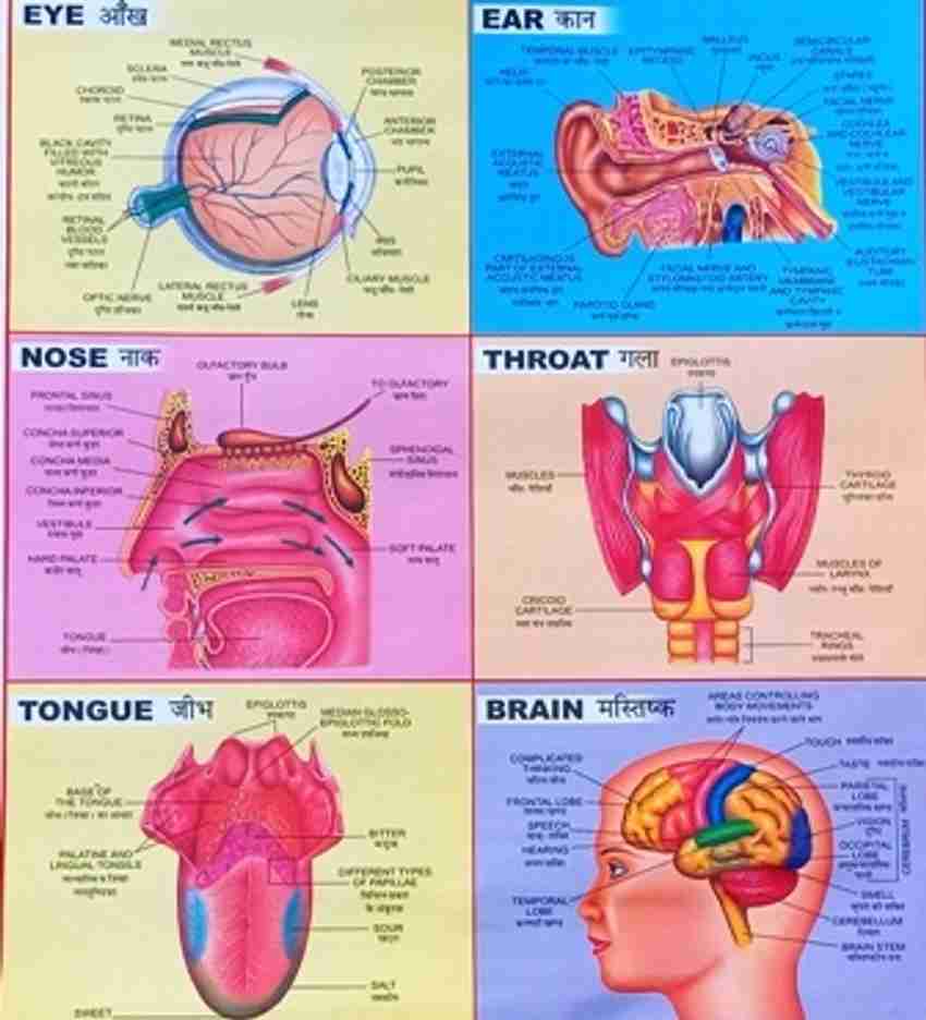 Book Wall Chart Of Human Anatomy Human Anatomy Anatomy Books