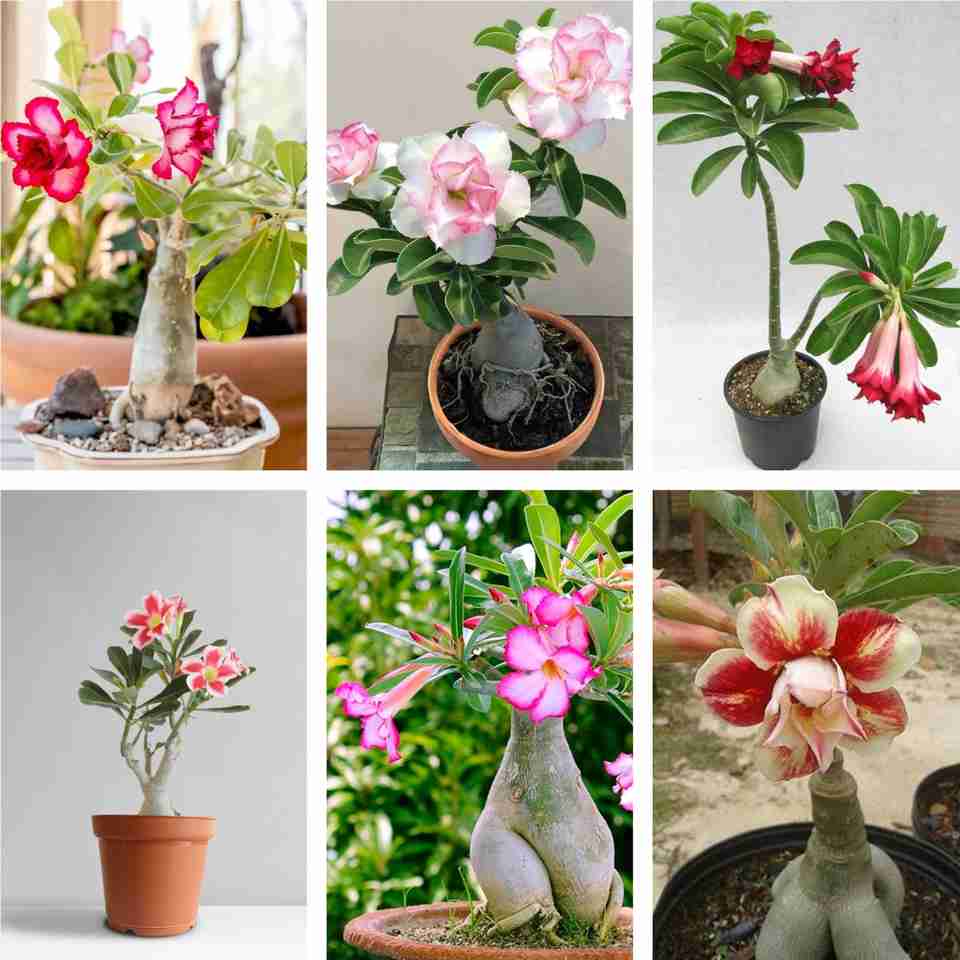 AloGardening Adenium Plant Sapling - Image 5