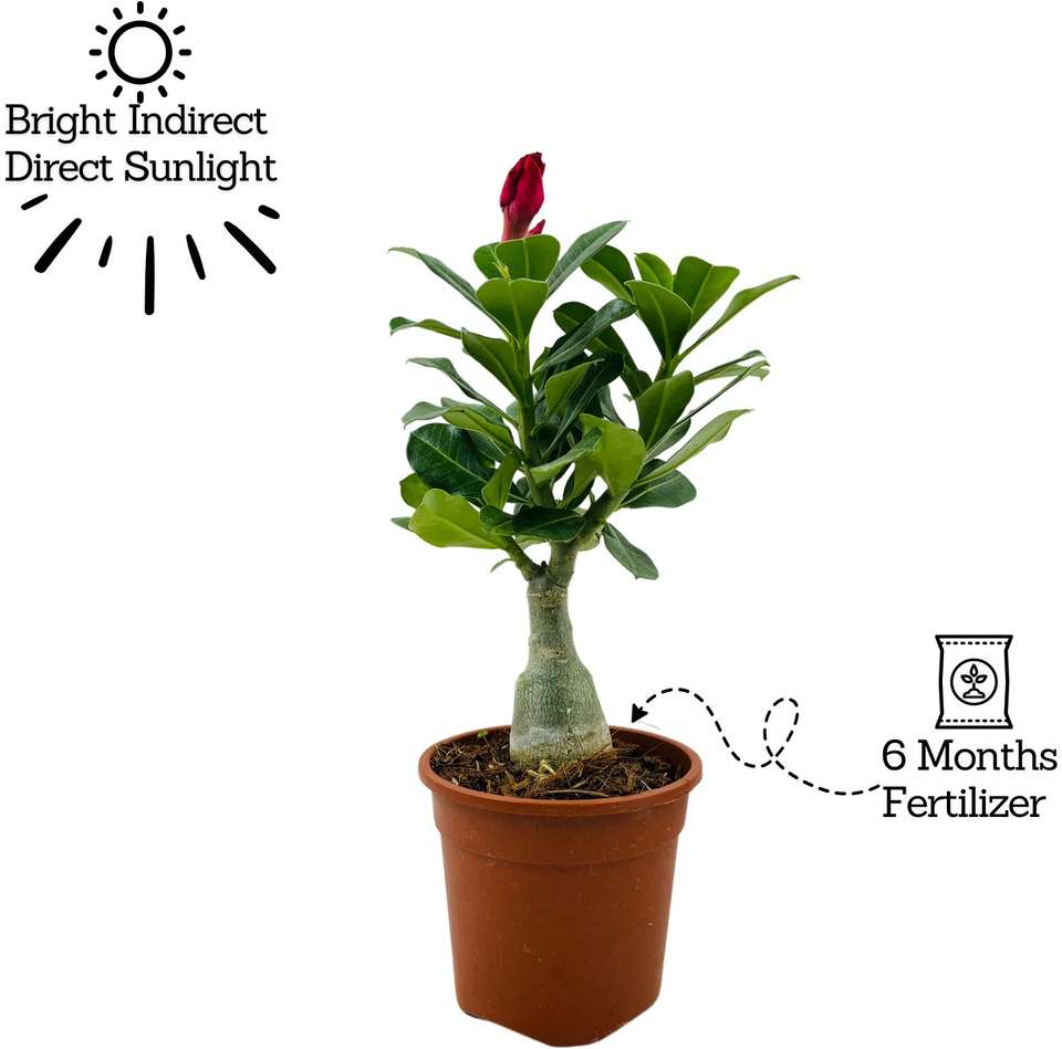 AloGardening Adenium Plant Sapling - Image 6