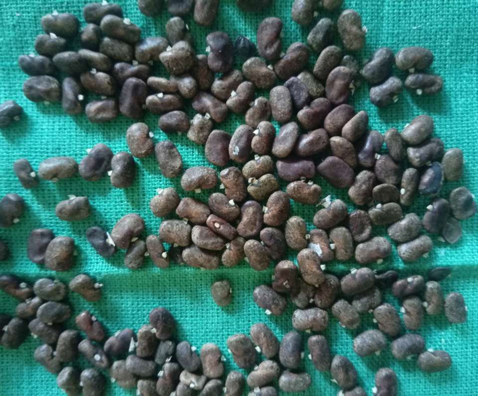 SBGARDEN अपराजिता Flower Seeds 123 per packet - Image 8