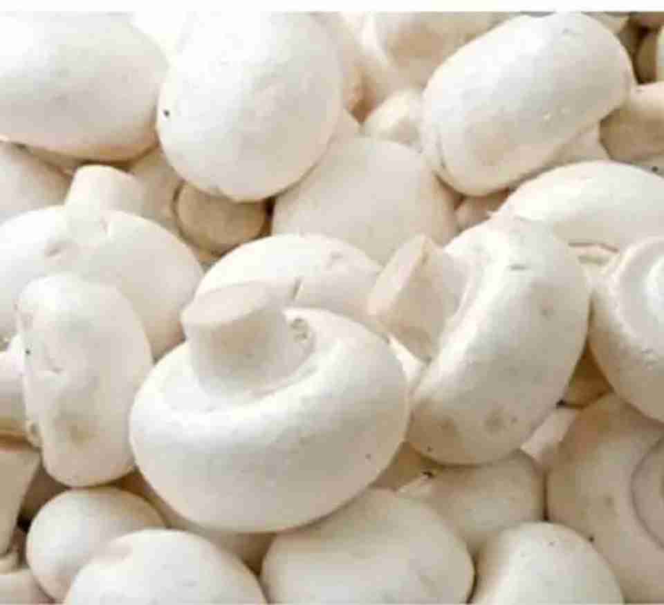 Chalisa Mushroom Seed 160 per packet - Image 5
