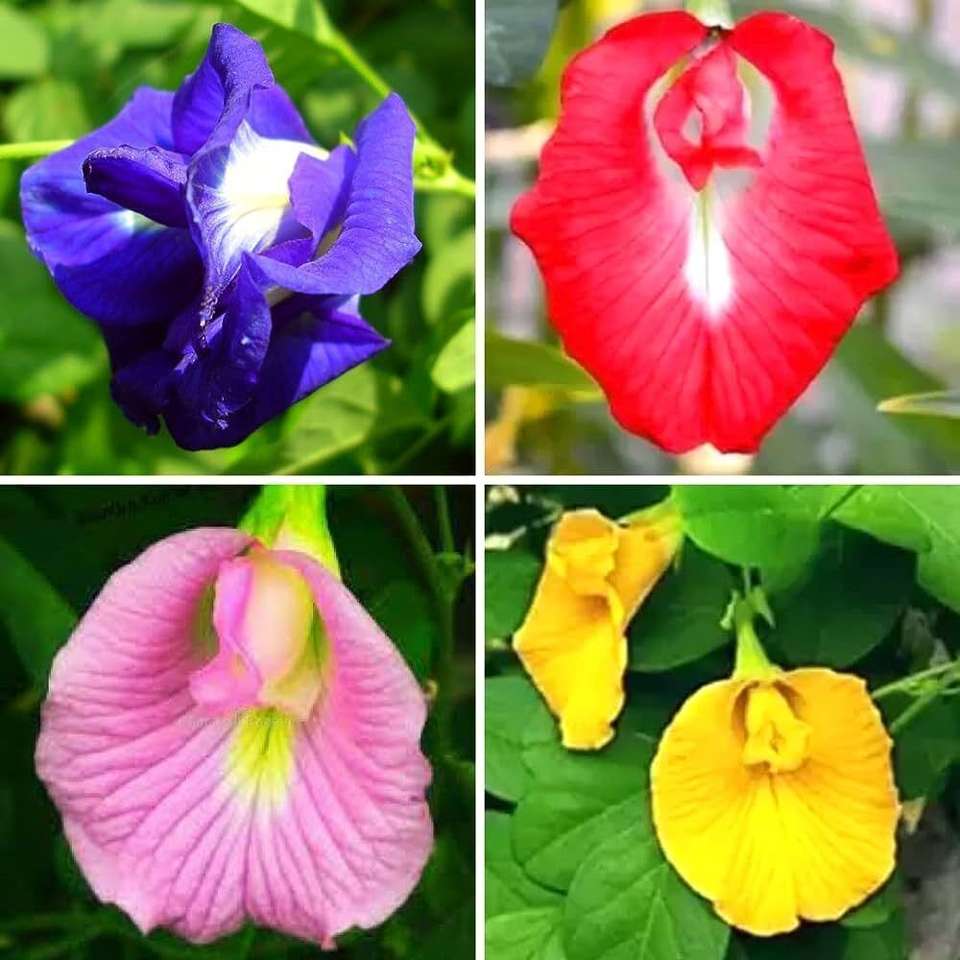 SBGARDEN अपराजिता Flower Seeds 123 per packet - Image 6