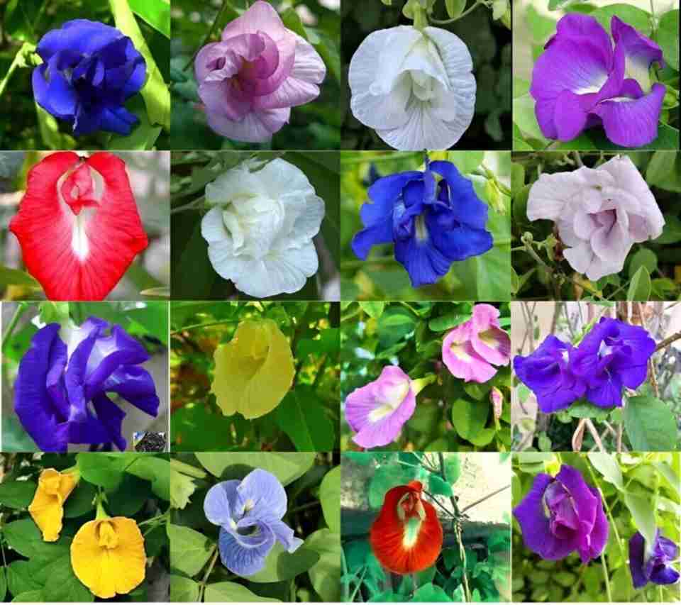 SBGARDEN अपराजिता Flower Seeds 123 per packet - Image 5